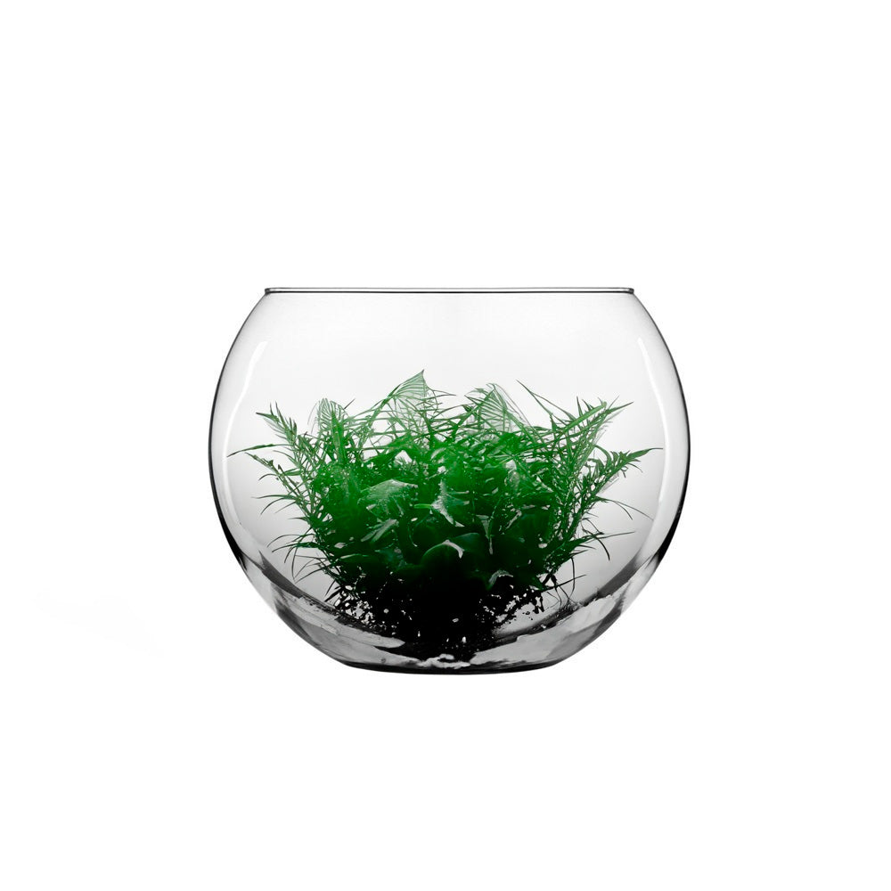 Pecera Redonda Vidrio 30.4cm - Crisa