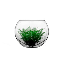 Pecera Redonda Vidrio 30.4cm - Crisa